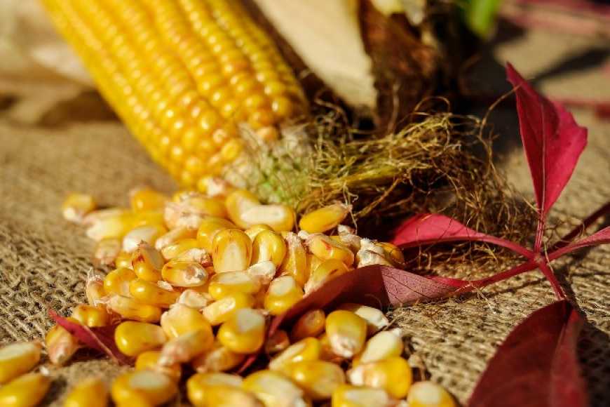 Аграрії почали сіяти кукурудзу на зерно