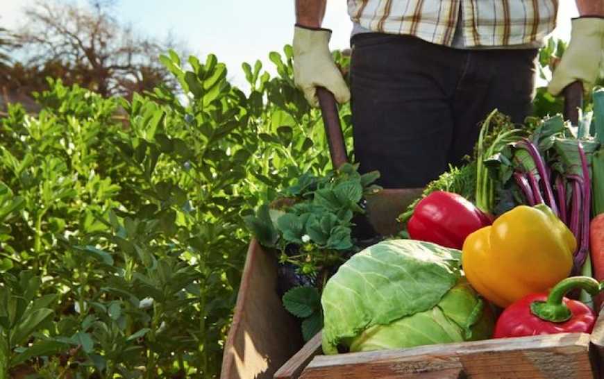 Топ-3 поради для гарного врожаю органічних овочів