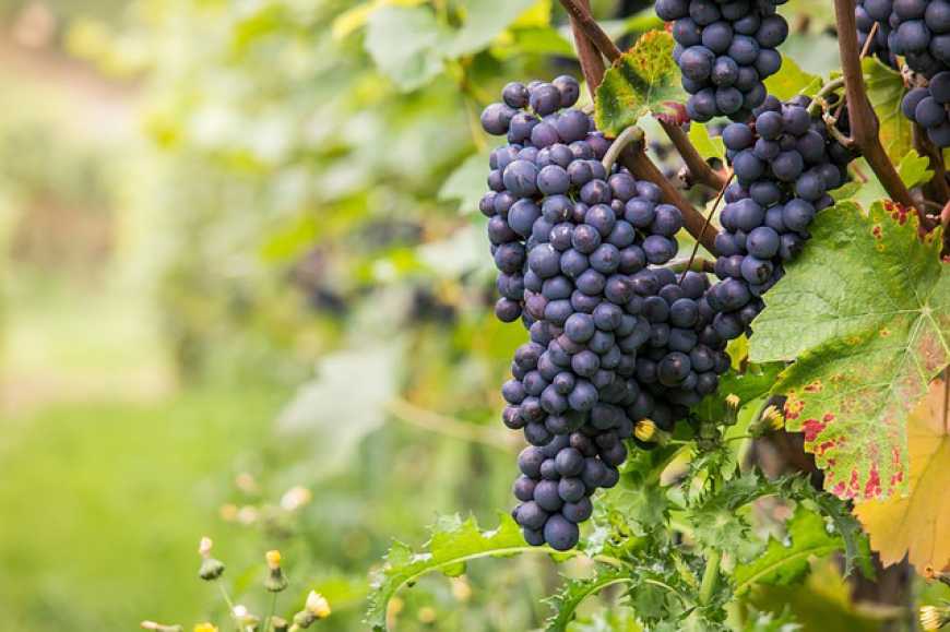 На Чернігівщині виноробне підприємство планує збільшити насадження винограду