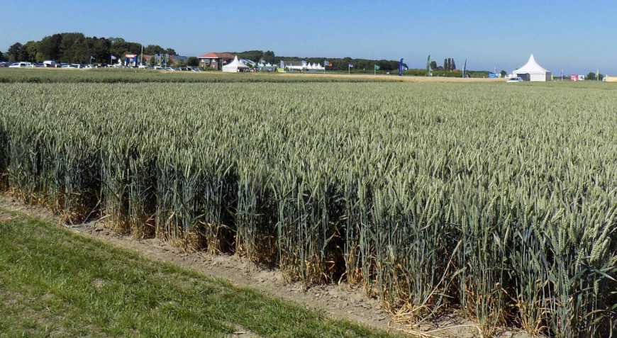 Озима пшениця: Параметри формування прибутку