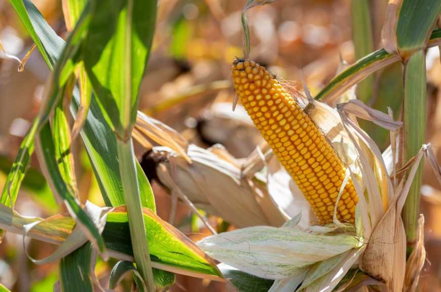 Рекомендації з використання гібридів кукурудзи компанії «Сингента»