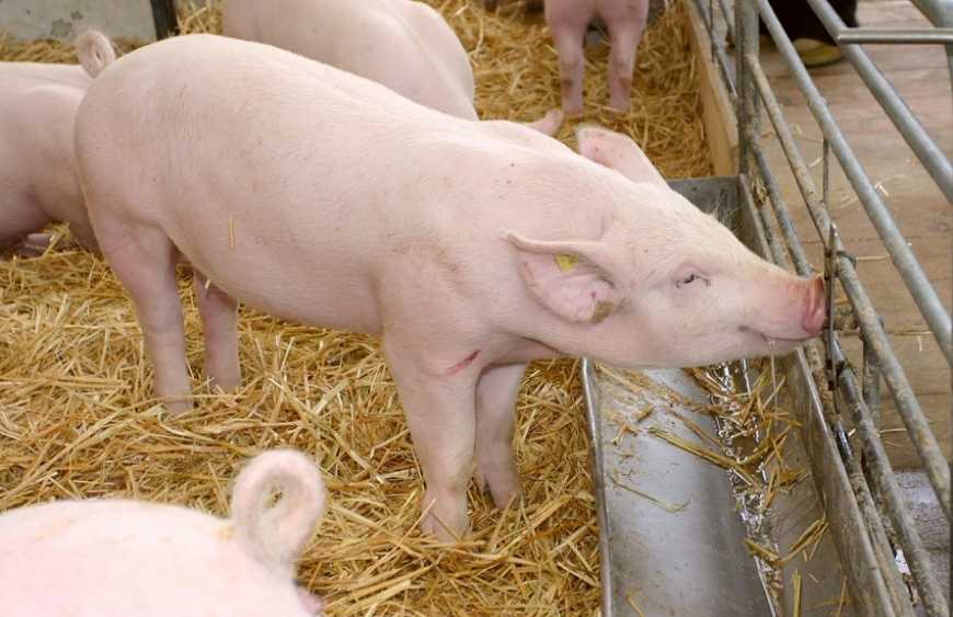 Африканська чума свиней: експертний погляд на ситуацію