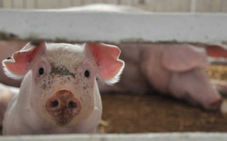 У Держпродспоживслужбі розповіли, скільки свиней можуть тримати селяни, щоб вважатися домогосподарством, а не фермою
