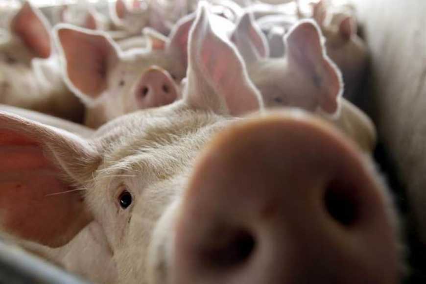 В Україні 75% індустріального поголів’я свиней утримують великі промислові господарства