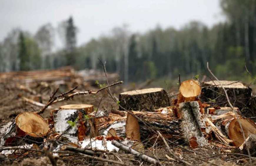 Законність заготівлі деревини можна перевірити онлайн уже в 14 областях України