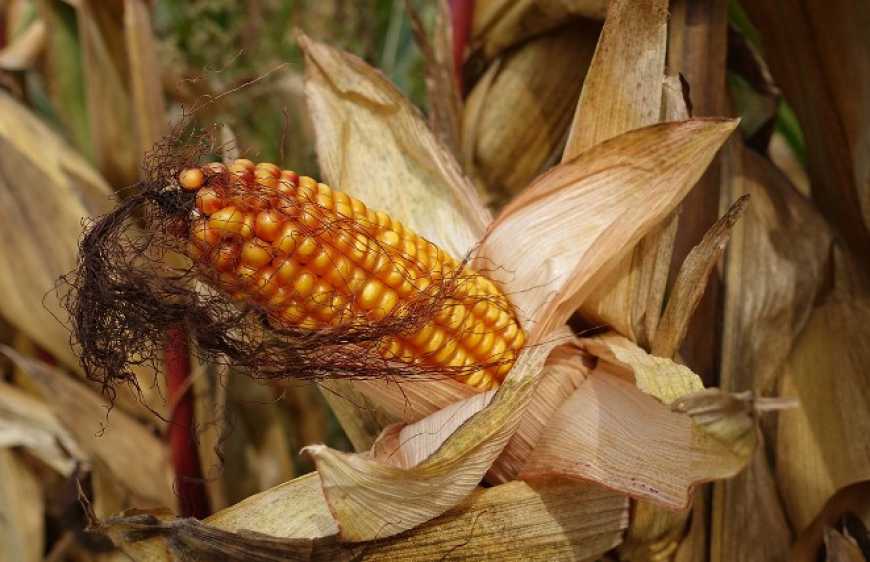 Низькі нічні температури негативно вплинули на завершення вегетації кукурудзи і соняшнику