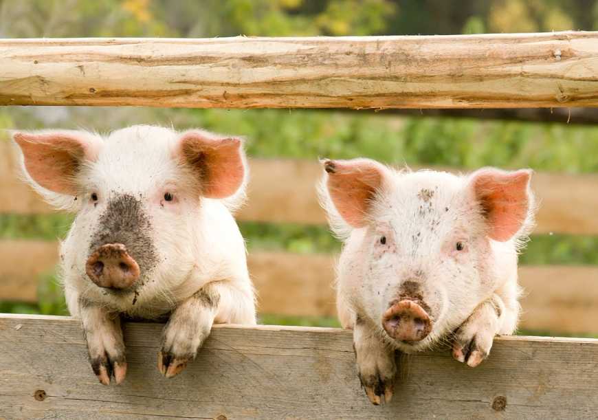 Ринок свинини: імпорт перевищує експорт у 25 разів