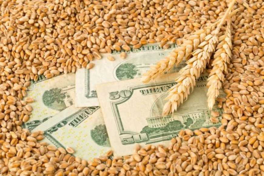 Ринок пшениці: експерти прогнозують зростання цін