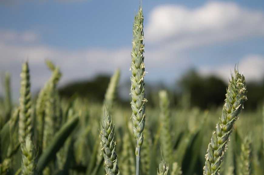 Фермери України повідомляють про збільшення кількості злакових бур’янів в озимій пшениці