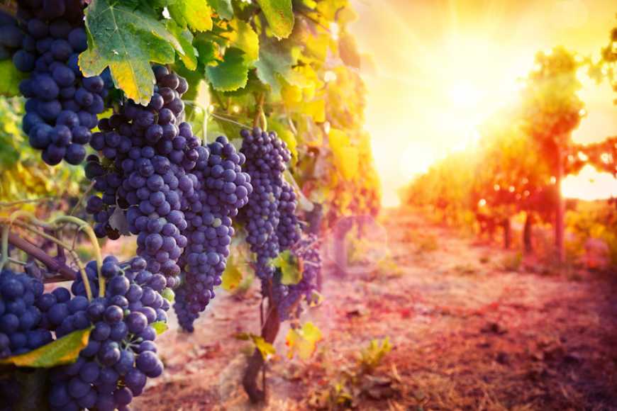 Захист виноградників від хвороб восени