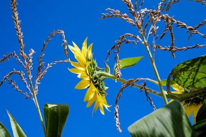 Ефективність застосування біопрепаратів за різних систем удобрення кукурудзи на зерно і соняшнику