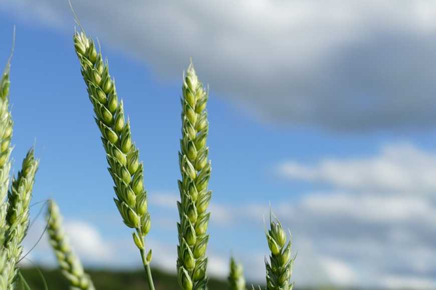 В Україні під урожай 2021 року озимими зерновими засіяно 9 млн 44 тис. га