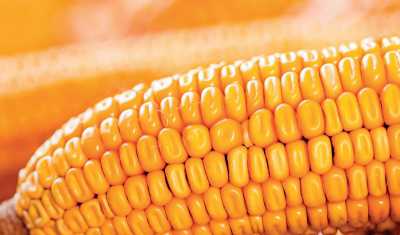 Ринок кукурудзи: ціни продовжують зростати як на біржах, так і на фізичних ринках