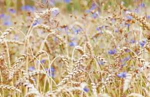 Бур’яни у пшениці: не проґавити момент