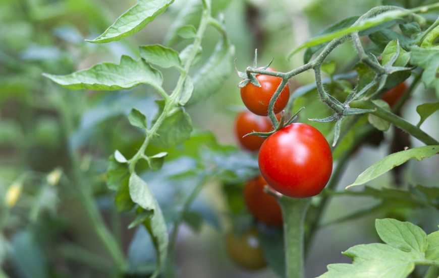 Вирощування соковитих томатів