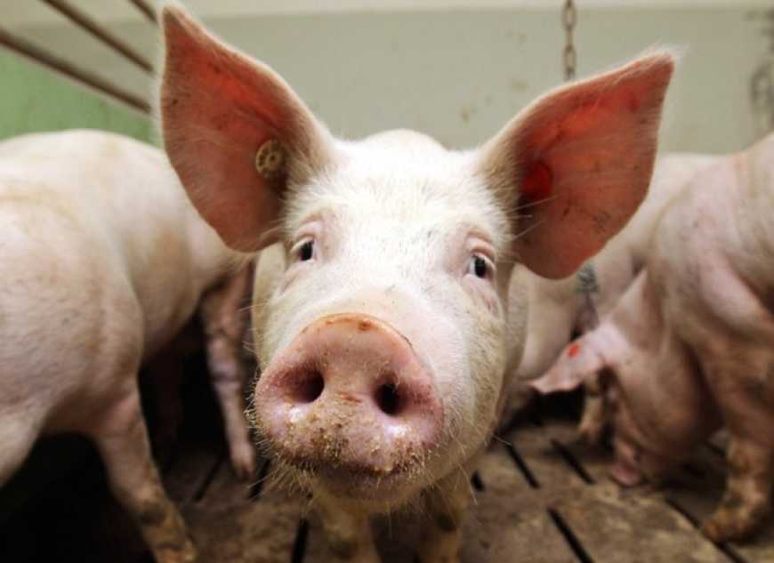 Енергетична криза «б’є» по ринку свинини, – АСУ