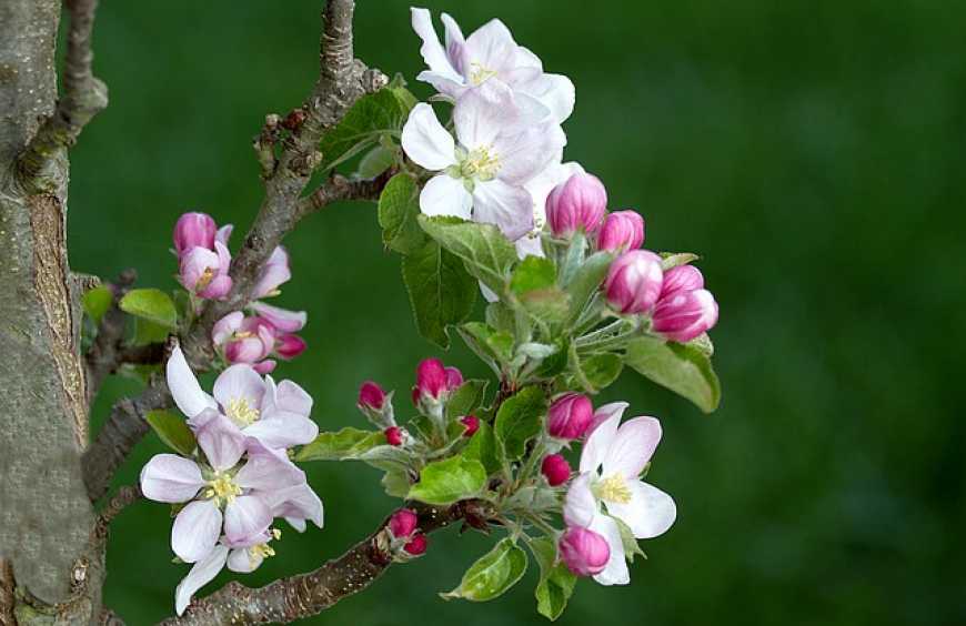 Інструменти для ефективного контролю шкодочинних об’єктів яблуневого саду від «Аріста ЛайфСайенс»