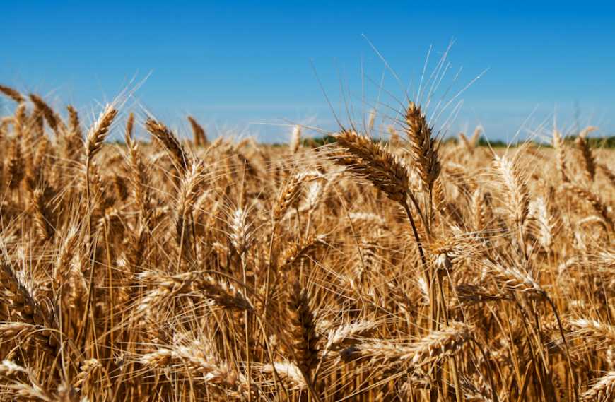 КвелексТМ — сучасне перевірене рішення для контролю проблемних видів бур’янів у посівах зернових