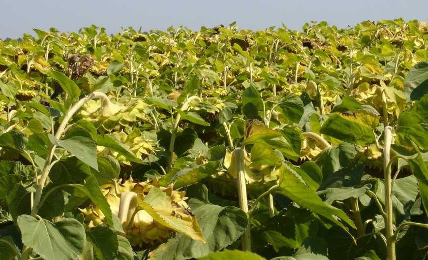Вибір гібридів соняшнику з огляду на грунтово-кліматичні умови вирощування цієї культури