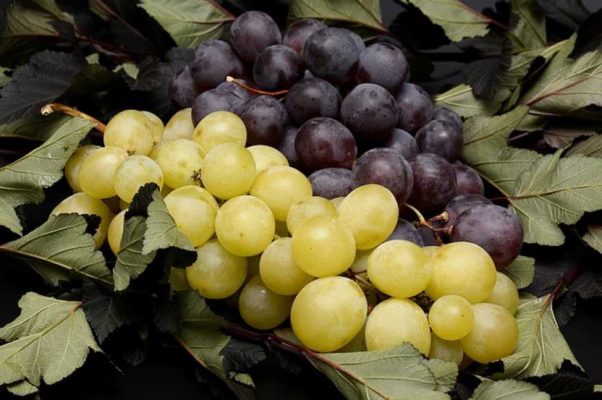 На Закарпатті заклали перший біодинамічний виноградник