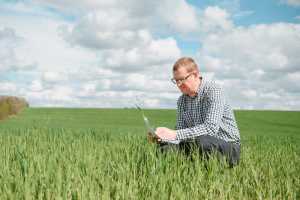 Озима пшениця: агротехнології для стабільної врожайності