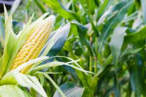 Зміна тривалості вегетаційного періоду кукурудзи: яке ФАО обрати?