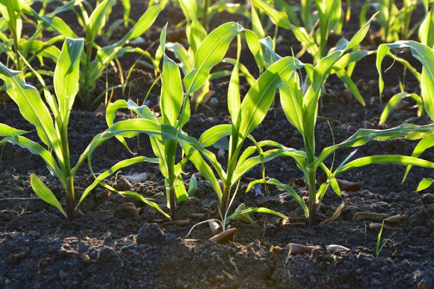 Вибір гібрида кукурудзи: на межі можливого