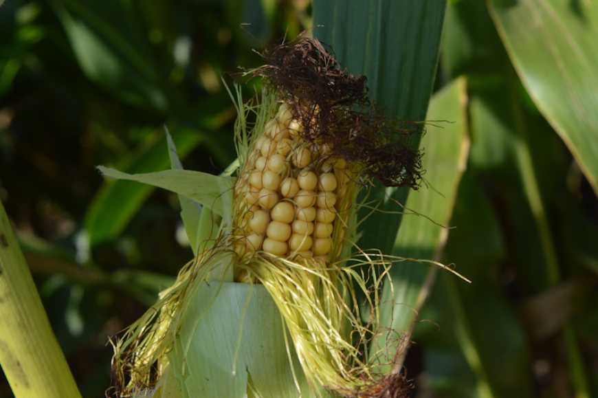 Вирощування кукурудзи в новому сезоні 2023 року: говоримо про агроекономічні особливості