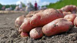 Картопля: підготовка ґрунту та посівного матеріалу для отримання якісного врожаю