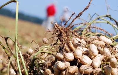 В Україні набирає популярності вирощування арахісу