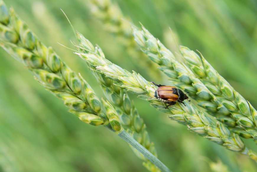 Прогноз розвитку основних шкідників зернових культур у зоні Степу