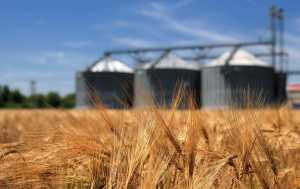 Сучасні способи біологічно безпечного знезараження зерна