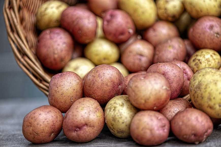 В Україні гібриди картоплі вітчизняної селекції здатні давати врожай близько 100 т/га