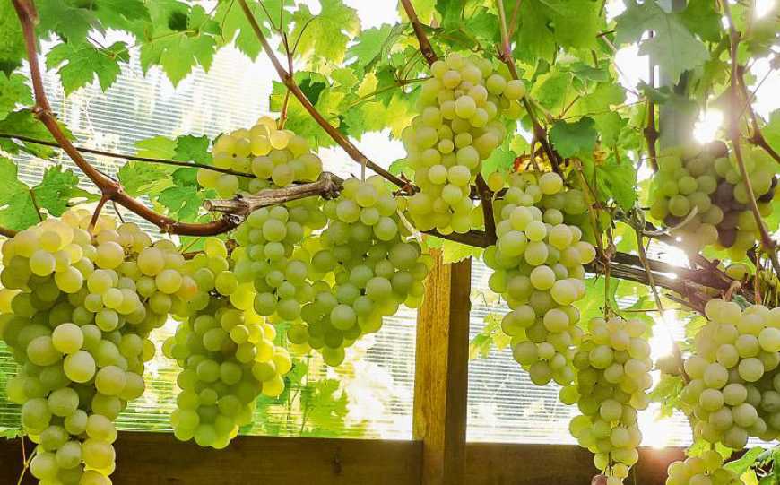Вирощування винограду в теплицях – перспективний бізнес для дрібних фермерів