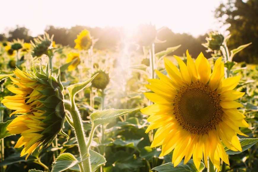 Україна утримує за собою перше місце за обсягами експорту соняшникової олії