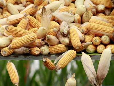 Ринок кукурудзи: в Україні зафіксовані рекордні за останні 6 років ціни
