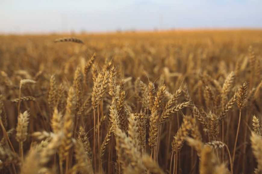 USDA знизило прогноз виробництва пшениці в Україні та ЄС