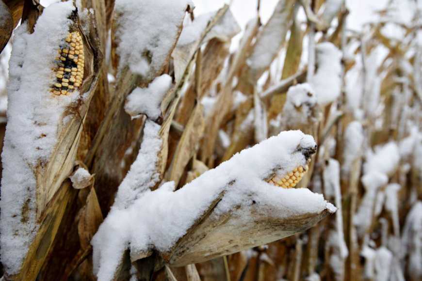 Кукурудза взимку: збирання зерна з підвищеною вологістю