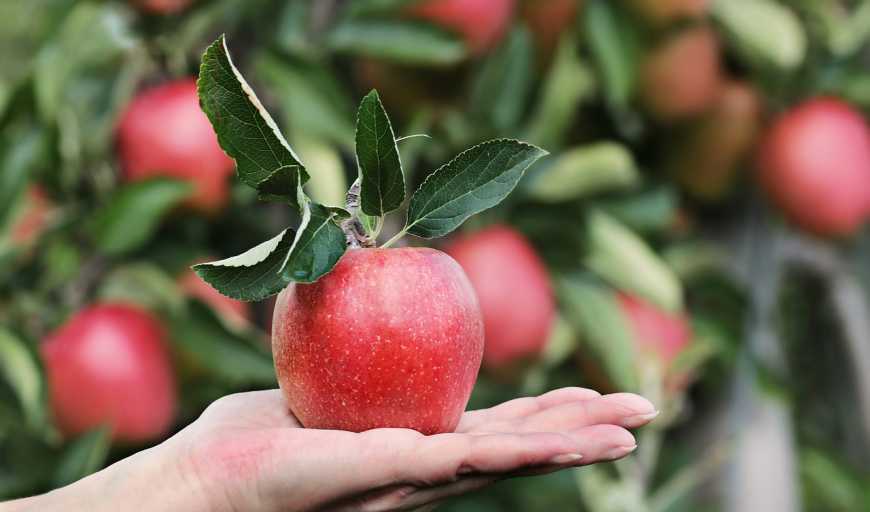 Україна може стати конкурентом Польщі на ринку яблук в ЄС