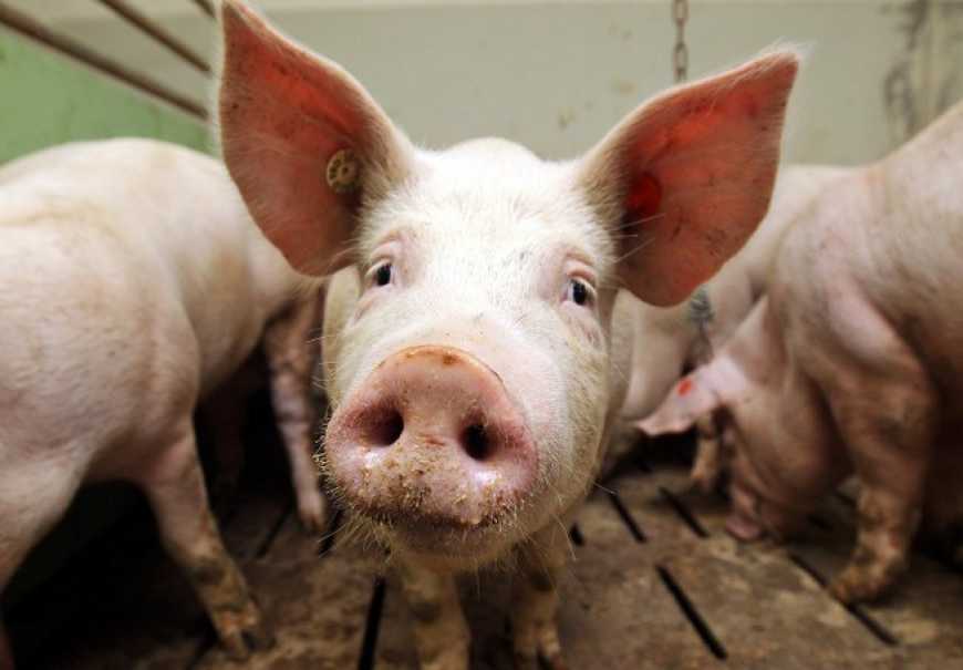 На Житомирщині відкрили оновлену свиноферму за 22 мільйони гривень