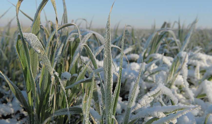 Понад 90% посівів озимих увійшли в зиму в доброму та задовільному стані - Укргідрометеоцентр