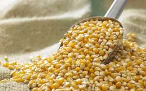 Популярність кукурудзи зростає?