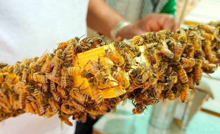 Бджолярі зможуть отримати дотації на бджолосім’ї