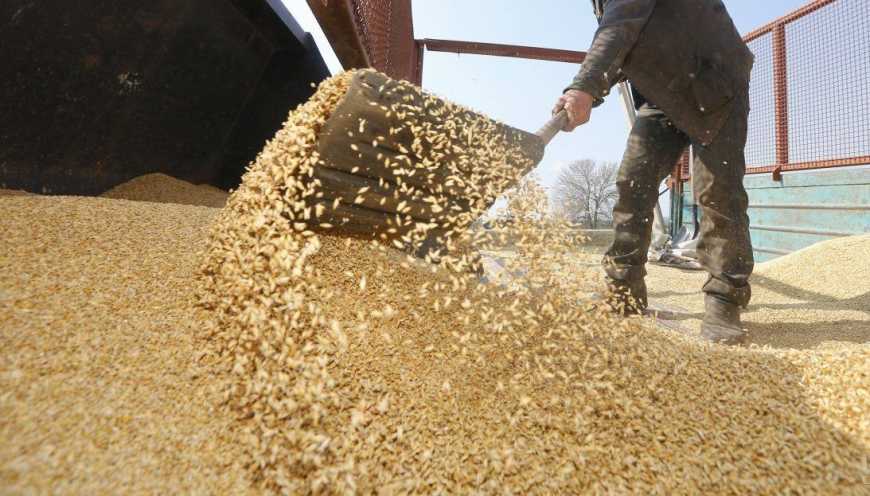 Жнива-2020: аграрії Луганської області вже зібрали 528 тис. тонн зерна