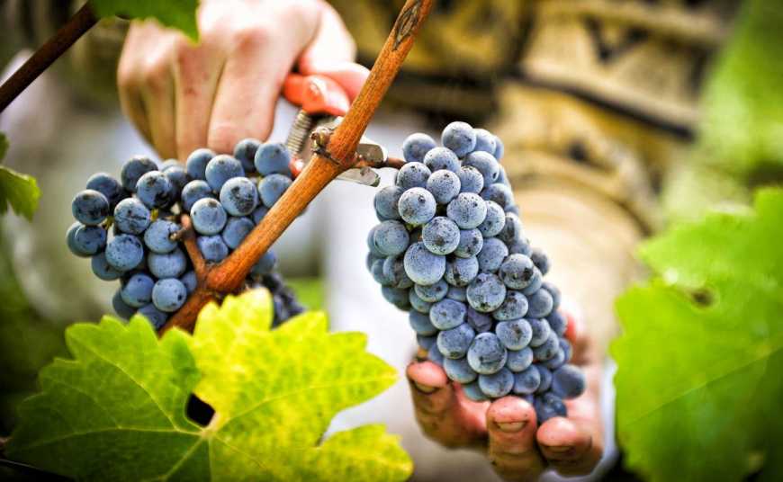 Експерт розповів про пріоритети розвитку галузі виноробства в Україні