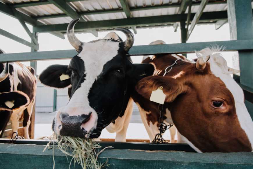 Як утримувати та правильно годувати молочних корів на сімейній мініфермі