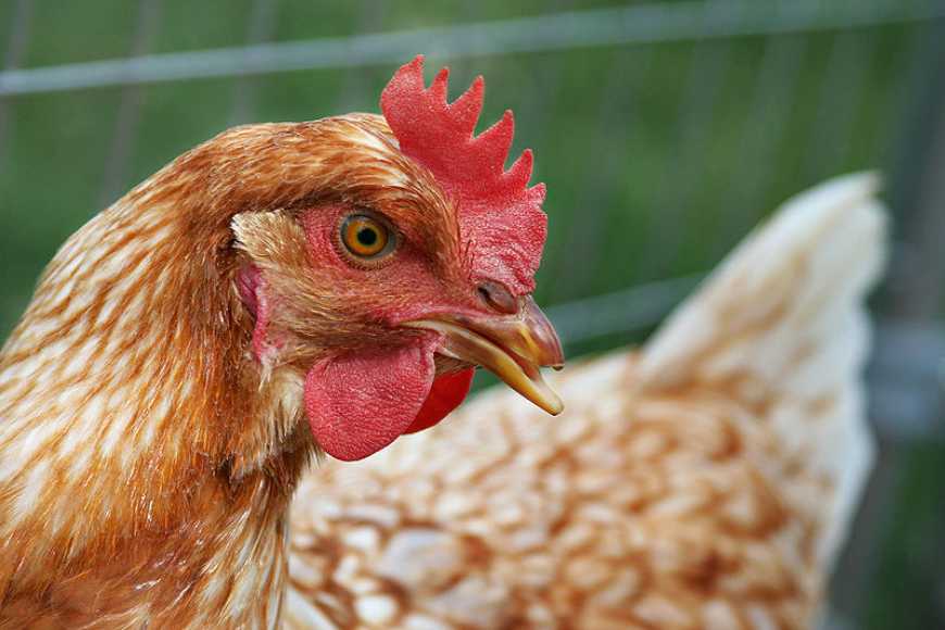 Україна - лідер експорту курятини до Європи