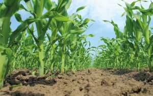 Особливості підживлення кукурудзи