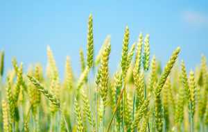 Агротехнічні стимули для пшениці на схилах