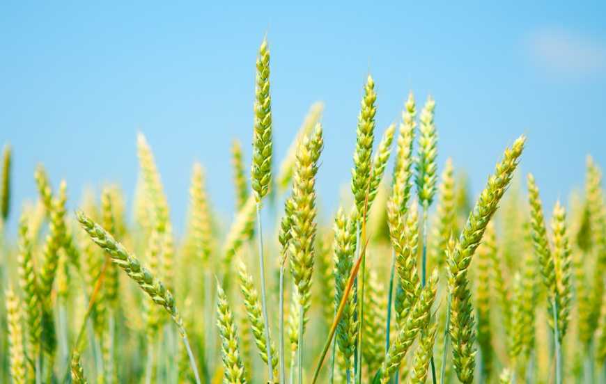 Агротехнічні стимули для пшениці на схилах